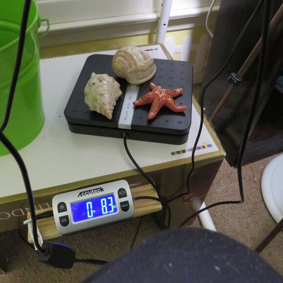 Sea Shell Ceramic Salt & Pepper Shakers Sonoma - Picture 4 of 11